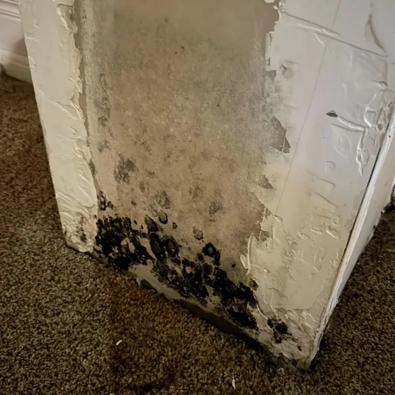 Professional Mold Removal in Morristown, VT